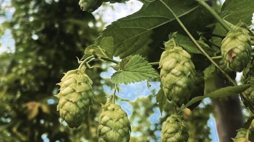 Hopfen, © Felsenland Südeifel Tourismus GmbH / Anna Carina Krebs Hopfen, © Felsenland Südeifel Tourismus GmbH / Anna Carina Krebs