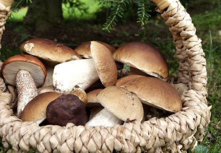 Champignons, © Pixabay Champignons, © Pixabay