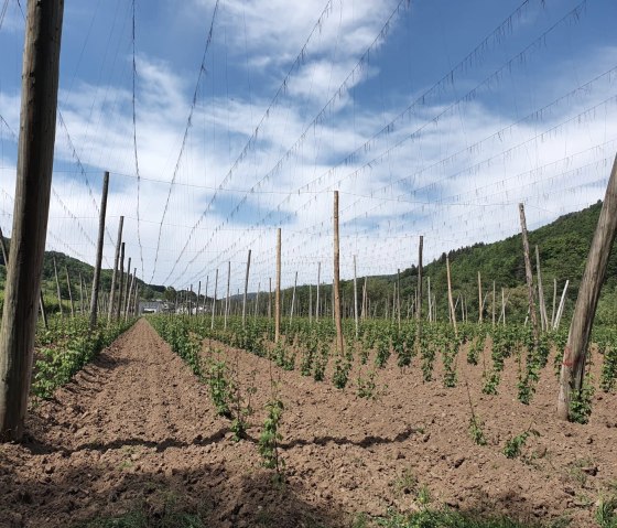 IMG-20200516-WA0025 Hopfenfelder Holsthum IMG-20200516-WA0025 Hopfenfelder Holsthum