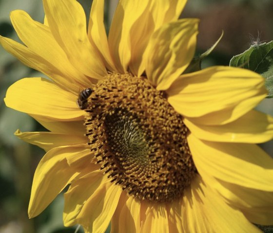 Bienenfutter auf dem Golfplatz, © Golfanlage Lietzenhof Bienenfutter auf dem Golfplatz, © Golfanlage Lietzenhof