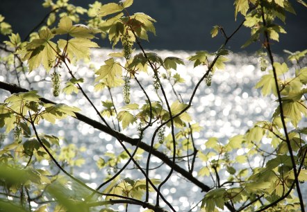 Blick auf den Stausee, © Tourist-Information Bitburger Land Blick auf den Stausee, © Tourist-Information Bitburger Land