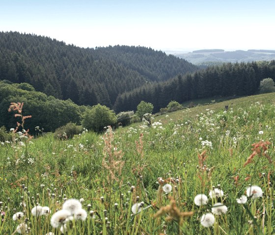 Meadow landscape, Prümtalweg, © Naturpark Südeifel, Pierre Haas Meadow landscape, Prümtalweg, © Naturpark Südeifel, Pierre Haas