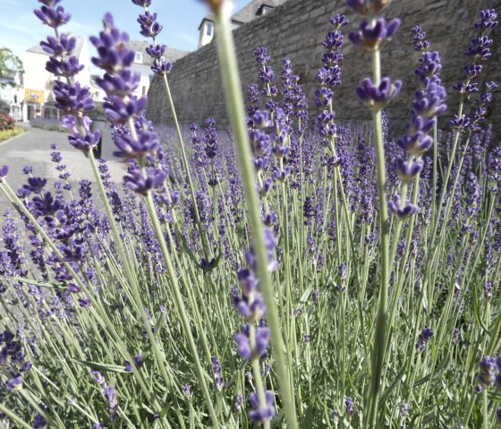 Lavendelgarten an der Römermauer , © TI Bitburger Land - Steffi Wagner Lavendelgarten an der Römermauer , © TI Bitburger Land - Steffi Wagner