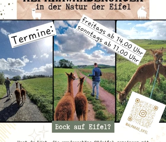 Alpaka-Wanderung Alpaka-Wanderung