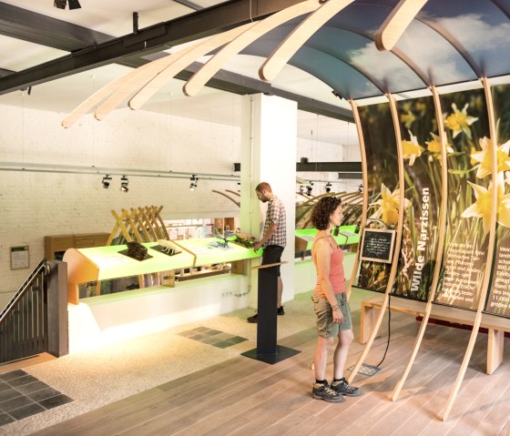 Wild daffodil exhibition in the Höfen National Park gate on the Eifelsteig trail, © Eifel Tourismus/D. Ketz Wild daffodil exhibition in the Höfen National Park gate on the Eifelsteig trail, © Eifel Tourismus/D. Ketz