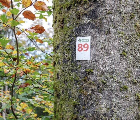 A tree in the Southern Eifel Nature Park with a sign for the circular hiking trail no. 89. Autumn leaves in green and orange surround the tree., © TI Bitburger Land A tree in the Southern Eifel Nature Park with a sign for the circular hiking trail no. 89. Autumn leaves in green and orange surround the tree., © TI Bitburger Land