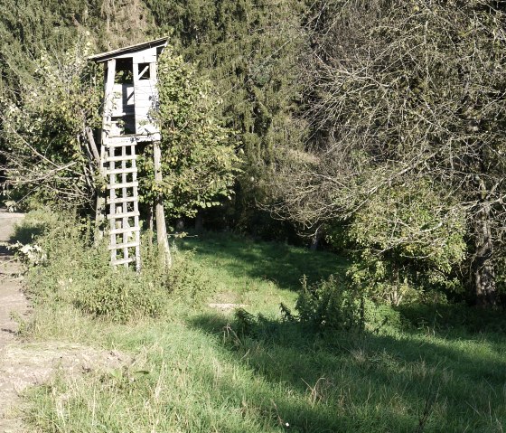 A wooden raised hide stands next to a forest path, surrounded by trees and green grass., © Berscheid A wooden raised hide stands next to a forest path, surrounded by trees and green grass., © Berscheid