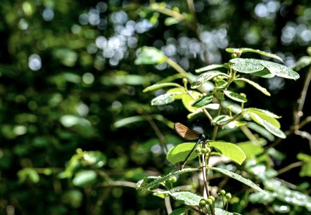 Königswäldchen Hilfsgeräteroute(C)Ti Bitburger Land_MM (27)-2, © TI Bitburger Land Königswäldchen Hilfsgeräteroute(C)Ti Bitburger Land_MM (27)-2, © TI Bitburger Land