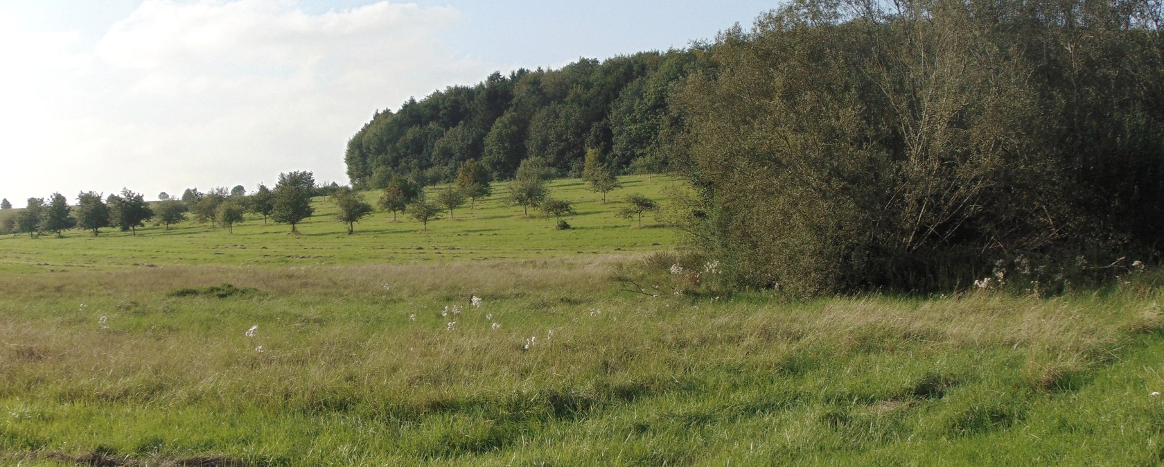 Grüne Wiese mit vereinzelten Bäumen, im Hintergrund ein dichter Wald unter blauem Himmel mit wenigen Wolken., © Conny Meier Grüne Wiese mit vereinzelten Bäumen, im Hintergrund ein dichter Wald unter blauem Himmel mit wenigen Wolken., © Conny Meier