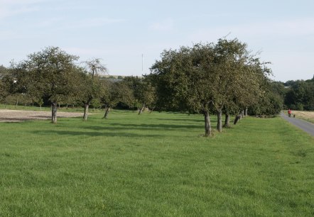 Green orchard meadow with fruit trees, next to it a narrow path. A hiker in a red jacket walks along the path., © Berscheid Green orchard meadow with fruit trees, next to it a narrow path. A hiker in a red jacket walks along the path., © Berscheid