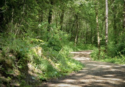Königswäldchen, © TI Bitburger Land Königswäldchen, © TI Bitburger Land