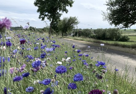 Blumenwiese mit blauen und lila Blüten am Wegesrand, umgeben von grüner Landschaft und Bäumen., © Benjamin Milbach Blumenwiese mit blauen und lila Blüten am Wegesrand, umgeben von grüner Landschaft und Bäumen., © Benjamin Milbach