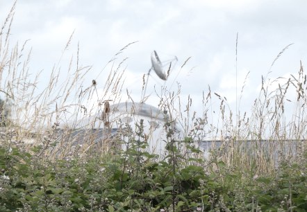 Ein Feld mit hohem Gras und Blumen, im Hintergrund ist eine große Satellitenschüssel zu sehen., © TI Bitburger Land Ein Feld mit hohem Gras und Blumen, im Hintergrund ist eine große Satellitenschüssel zu sehen., © TI Bitburger Land
