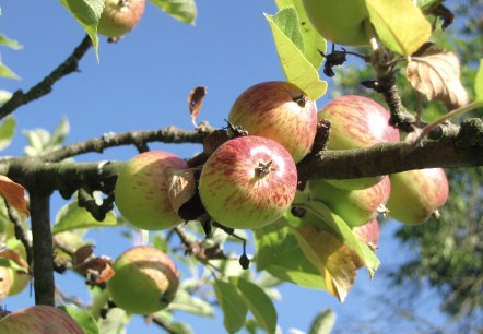 Äpfel Äpfel