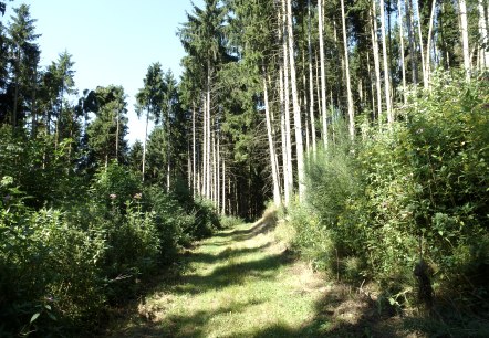 Hochwaldromantik, © NaturAktivErleben Hochwaldromantik, © NaturAktivErleben