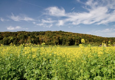 Geel bloemenveld voor een beboste heuvel, blauwe lucht met witte wolken. Pittoresk landschap op de Wolsfelder Berg., © TI Bitburger Land Geel bloemenveld voor een beboste heuvel, blauwe lucht met witte wolken. Pittoresk landschap op de Wolsfelder Berg., © TI Bitburger Land