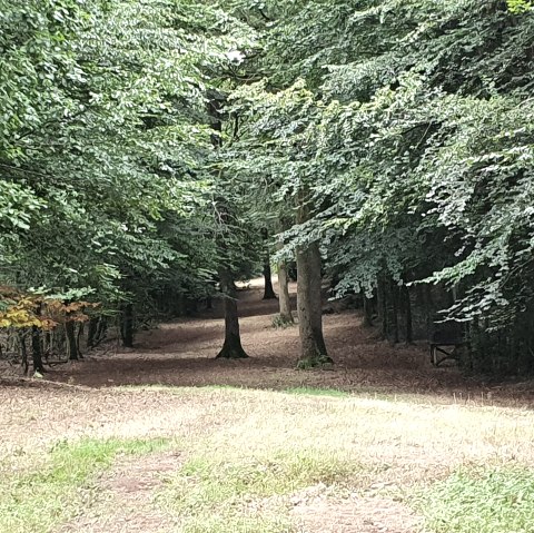 Une clairière avec un épais feuillage vert et un étroit sentier qui traverse la forêt. Le sol est recouvert de feuilles mortes., © TI Bitburger Land - Steffi Wagner Une clairière avec un épais feuillage vert et un étroit sentier qui traverse la forêt. Le sol est recouvert de feuilles mortes., © TI Bitburger Land - Steffi Wagner