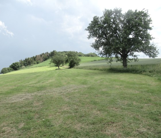 Nattenheimer Hexenpfad 3, © Geschichtlicher Arbeitskreis Nattenheim Nattenheimer Hexenpfad 3, © Geschichtlicher Arbeitskreis Nattenheim