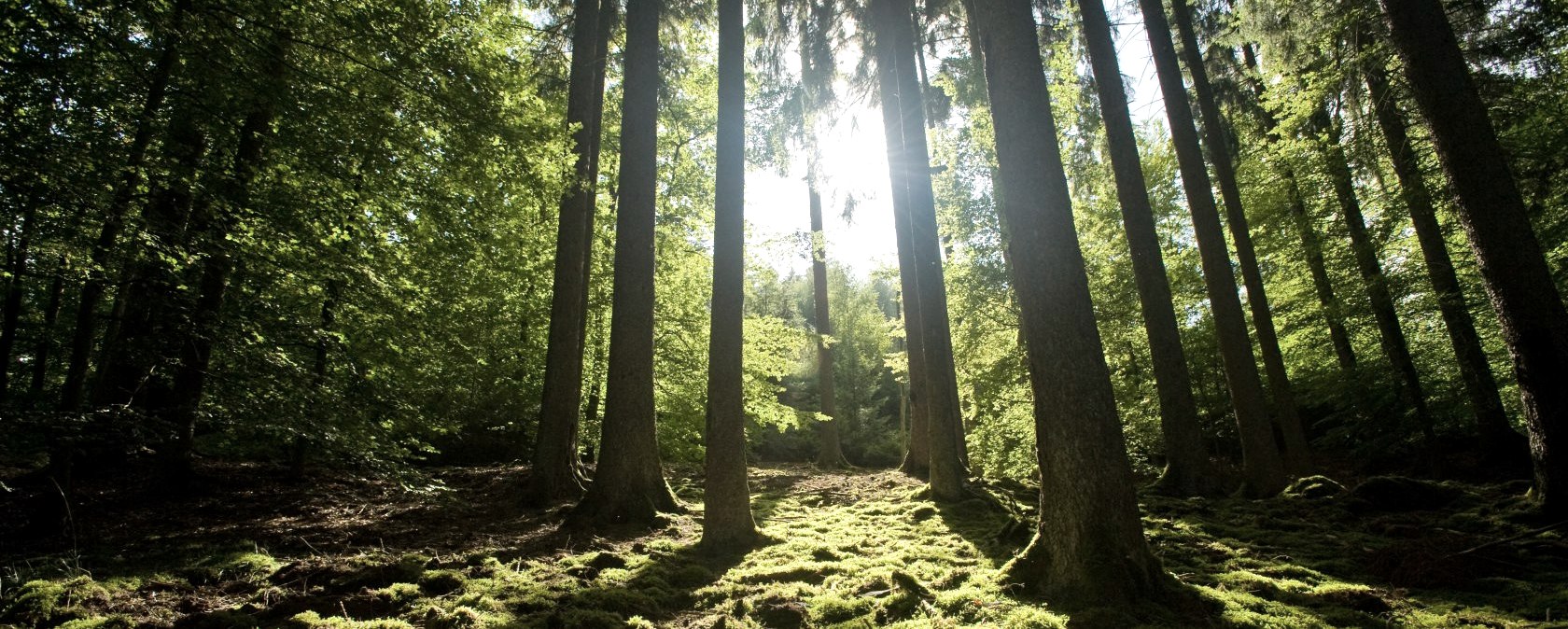 Meulenwaldroute : Sentier de randonnée riche en forêts, © Eifel Tourismus GmbH/D. Ketz Meulenwaldroute : Sentier de randonnée riche en forêts, © Eifel Tourismus GmbH/D. Ketz