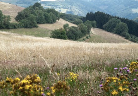 Experience close to nature near Plütscheid, © Volker Teuschler Experience close to nature near Plütscheid, © Volker Teuschler