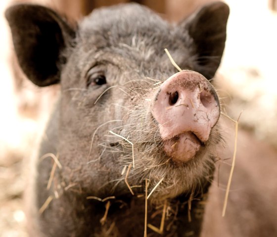 Nengshof-7339 Nengshof-7339