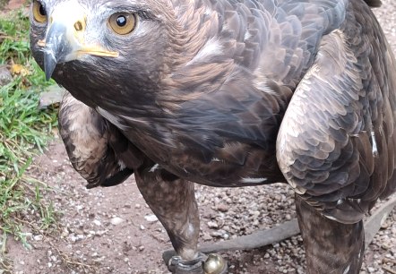 Bird of prey, © MP Photoart Bird of prey, © MP Photoart