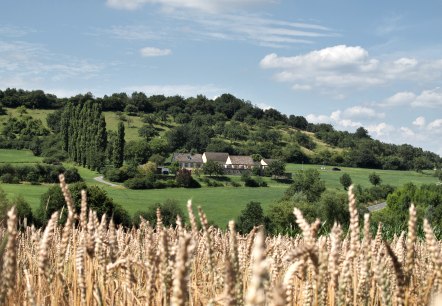 Getreidefeld im Vordergrund, dahinter grüne Hügel mit den Schutzhäusern der Villa Otrang unter blauem Himmel., © TI Bitburger Land Getreidefeld im Vordergrund, dahinter grüne Hügel mit den Schutzhäusern der Villa Otrang unter blauem Himmel., © TI Bitburger Land