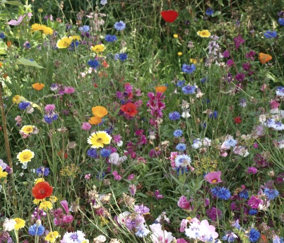 Blumenwiese, © Golfanlage Lietzenhof Blumenwiese, © Golfanlage Lietzenhof