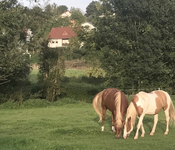 Pferdweide im Nimstal Pferdweide im Nimstal