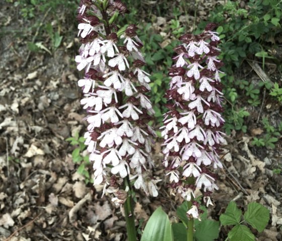 Two wild orchids with white and purple flowers stand on the forest floor, surrounded by foliage and green plants., © Karl-Heinz Fellmann Two wild orchids with white and purple flowers stand on the forest floor, surrounded by foliage and green plants., © Karl-Heinz Fellmann