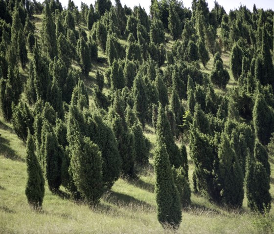 Beschermd jeneverbesgebied Lampertstal. Het grootste aaneengesloten jeneverbesgebied in NRW, © Rheinland-Pfalz Tourismus/D. Ketz Beschermd jeneverbesgebied Lampertstal. Het grootste aaneengesloten jeneverbesgebied in NRW, © Rheinland-Pfalz Tourismus/D. Ketz