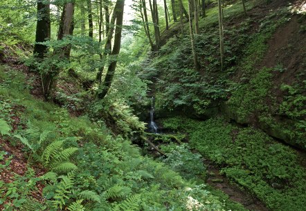 Schluchtenpfad, © Thomas Kirchen Schluchtenpfad, © Thomas Kirchen