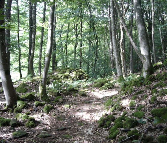 Un sentier étroit traverse une forêt dense avec des pierres et des arbres recouverts de mousse. La lumière du soleil traverse la canopée., © Annette & Paul-Theo Colljung Un sentier étroit traverse une forêt dense avec des pierres et des arbres recouverts de mousse. La lumière du soleil traverse la canopée., © Annette & Paul-Theo Colljung