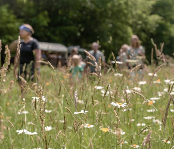 Nengshof-7008 Nengshof-7008