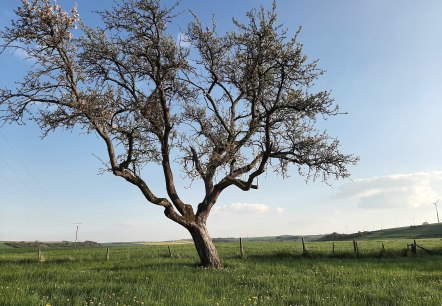 Landschaft in Idesheim, © Frau Michels Landschaft in Idesheim, © Frau Michels