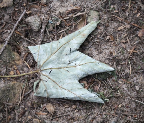 Une feuille desséchée gît sur le sol de la forêt et sa forme rappelle celle d'une couronne., © Annette & Paul-Theo Colljung Une feuille desséchée gît sur le sol de la forêt et sa forme rappelle celle d'une couronne., © Annette & Paul-Theo Colljung