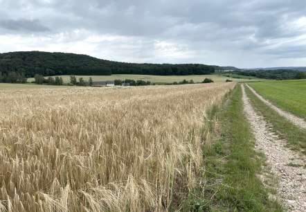Ein Feldweg führt an einem reifen Getreidefeld entlang. Im Hintergrund sind bewaldete Hügel und ein bewölkter Himmel zu sehen., © Daniel Köhler Ein Feldweg führt an einem reifen Getreidefeld entlang. Im Hintergrund sind bewaldete Hügel und ein bewölkter Himmel zu sehen., © Daniel Köhler
