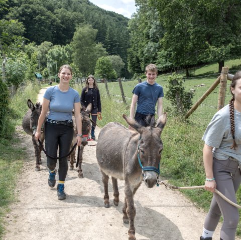 Eselwanderung, © Nengshof Eselwanderung, © Nengshof