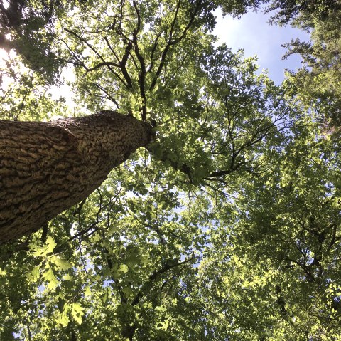 Bathing in the forest air, © TI Bitburger Land Bathing in the forest air, © TI Bitburger Land