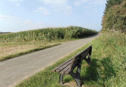 Holzbank an einem Weg, umgeben von Sonnenblumen und Maisfeld unter blauem Himmel., © Conny Meier Holzbank an einem Weg, umgeben von Sonnenblumen und Maisfeld unter blauem Himmel., © Conny Meier