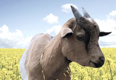 Gondi, © Tourist-Information Bitburger Land Gondi, © Tourist-Information Bitburger Land