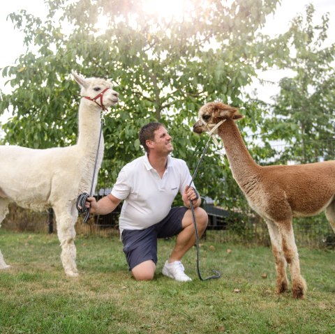 Alpaka Messerich 5, © Christian Thommes Alpaka Messerich 5, © Christian Thommes