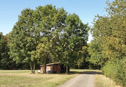 Small barn under trees in a meadow, with a path next to it. Blue sky and green vegetation., © TI Bitburger Land - Steffi Wagner Small barn under trees in a meadow, with a path next to it. Blue sky and green vegetation., © TI Bitburger Land - Steffi Wagner