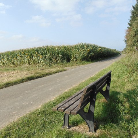 Holzbank an einem Weg, umgeben von Sonnenblumen und Maisfeld unter blauem Himmel., © Conny Meier Holzbank an einem Weg, umgeben von Sonnenblumen und Maisfeld unter blauem Himmel., © Conny Meier