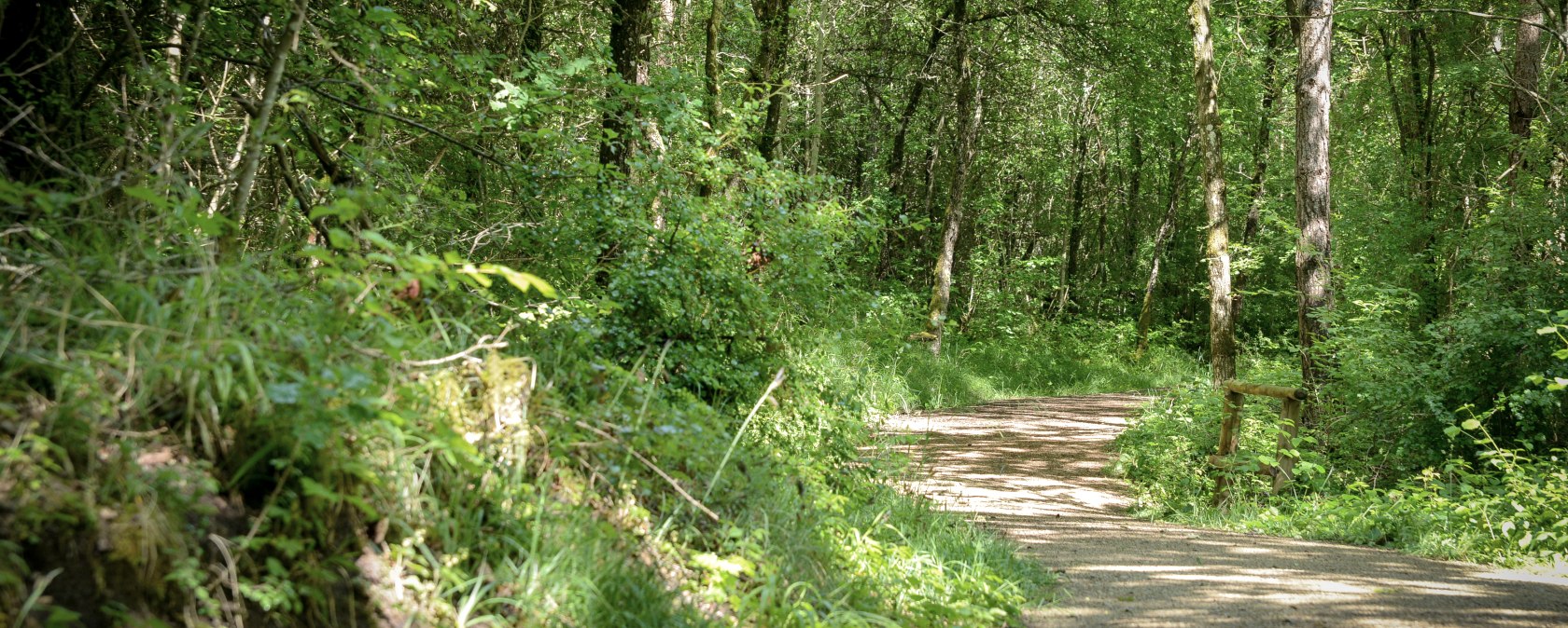 Königswäldchen in Bitburg, © TI Bitburger Land Königswäldchen in Bitburg, © TI Bitburger Land