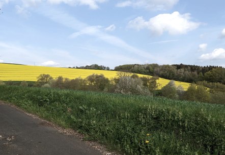 Ein gelbes Rapsfeld erstreckt sich über einen Hügel, umgeben von grünen Wiesen und Bäumen unter einem blauen Himmel mit weißen Wolken., © A. Girards Ein gelbes Rapsfeld erstreckt sich über einen Hügel, umgeben von grünen Wiesen und Bäumen unter einem blauen Himmel mit weißen Wolken., © A. Girards