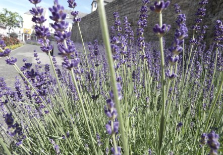 Lavendelgarten an der Römermauer , © TI Bitburger Land - Steffi Wagner Lavendelgarten an der Römermauer , © TI Bitburger Land - Steffi Wagner