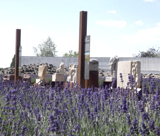 Lavendelgarten an der Römermauer, © TI Bitburger Land - Steffi Wagner Lavendelgarten an der Römermauer, © TI Bitburger Land - Steffi Wagner