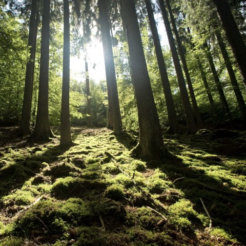 Randonnée à travers la forêt de la Meulenwaldroute, © Eifel Tourismus GmbH/D. Ketz Randonnée à travers la forêt de la Meulenwaldroute, © Eifel Tourismus GmbH/D. Ketz