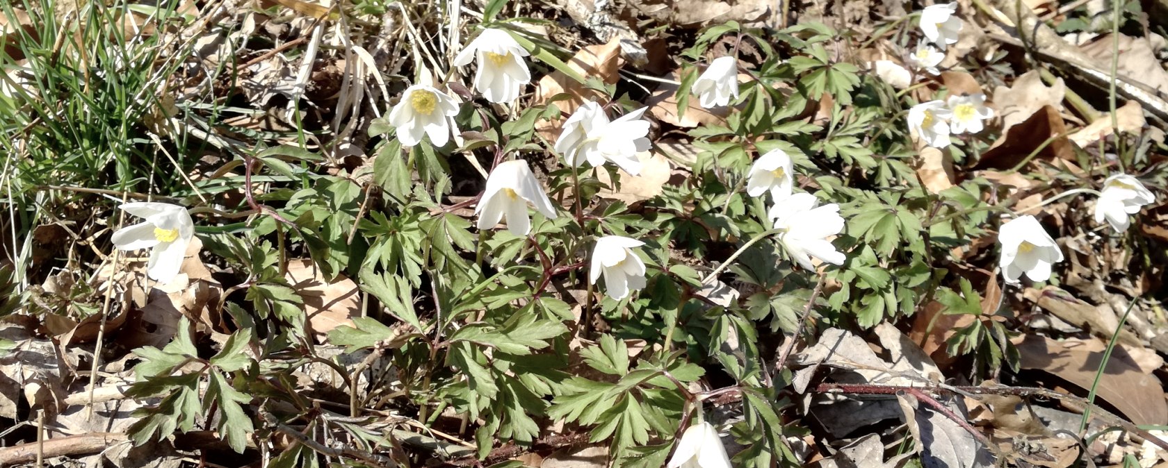 Naturimpression, © Tourist-Information Bitburger Land_Melanie Salzburger Naturimpression, © Tourist-Information Bitburger Land_Melanie Salzburger